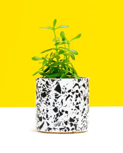 Royal Classic B&W Terrazzo Pot