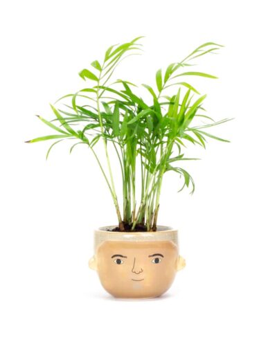 Mini Bradley Planter