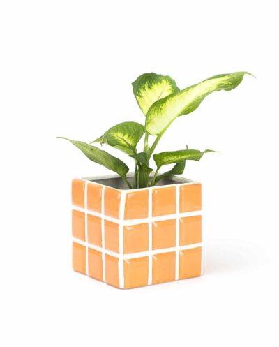 Tile Peach Planter