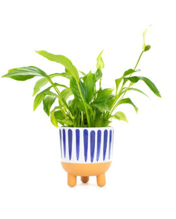 Blue Striped Large Planter